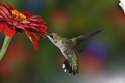 Female Ruby-throated Hummingbird feeding on flower, Louisville, Kentucky