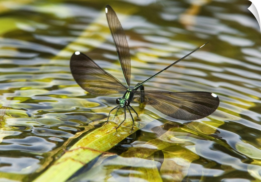 Female Sparkling Jewelwing (Calopteryx dimidiata) displays while perched on a waterplant leaf in Indian Creek, Jasper Coun...