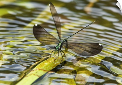 Female Sparkling Jewelwing displays while perched on a waterplant leaf