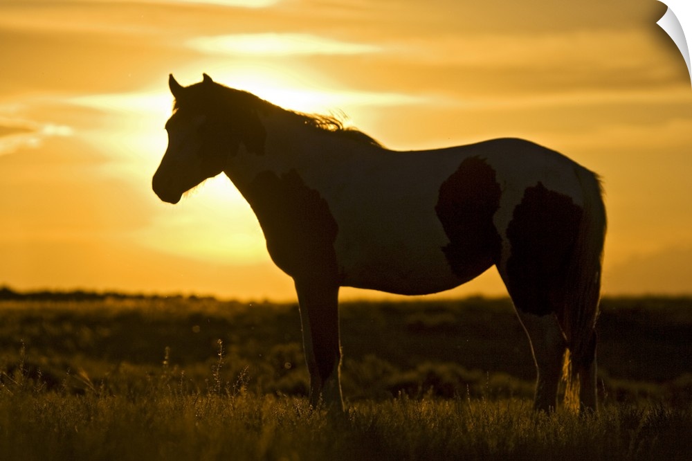 Feral Horse (Equus caballus) in grass at sunset, sagebrush country east of Cody, Wyoming, USA.