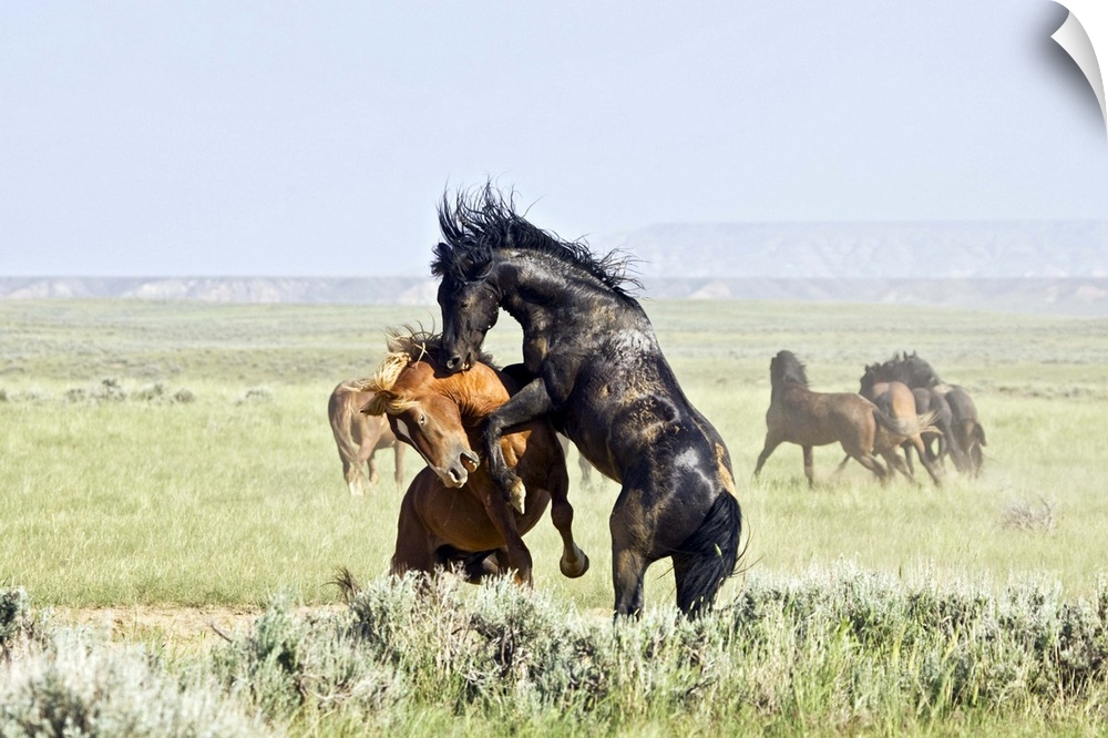 Feral Horses (Equus caballus) fighting, east of Cody, Wyoming.