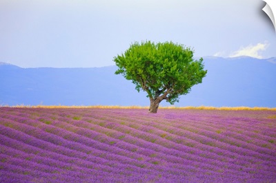 Field Of Lavender, France, Provence, Valensole Plateau