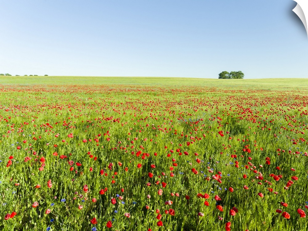 Field with poppy and conrflowers in the Usedomer Schweiz on the island of Usedom. Europe,Germany, Mecklenburg-Western Pome...