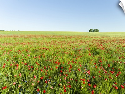 Field With Poppy And Conrflowers, Usedom, Germany