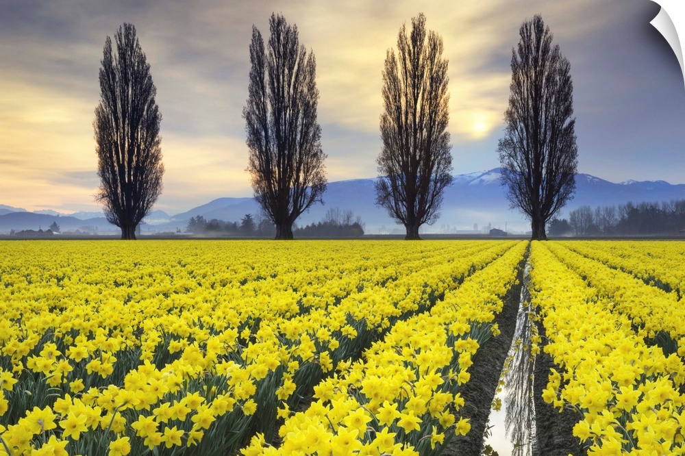 Fields of yellow daffodils in late March, Skagit Valley, Washington State