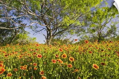 Firewheels wildflowers growing in mesquite trees