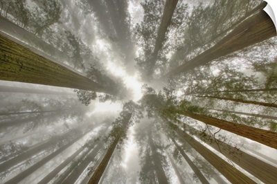 Fisheye View Skyward Of Redwood Trees In Fog, Redwood National Park, California