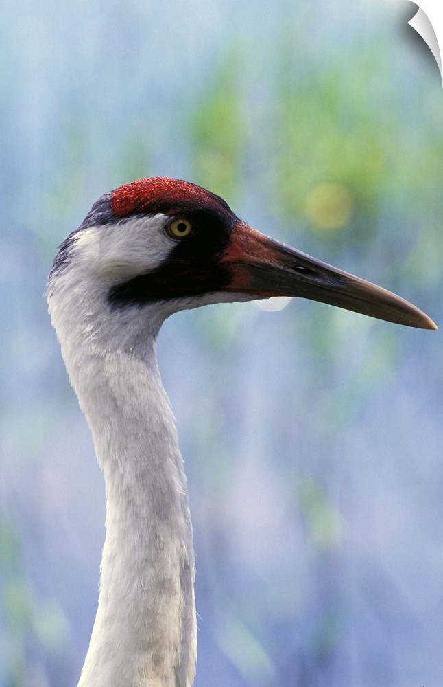 USA, Florida. Adult Whooping Crane (Grus americana)