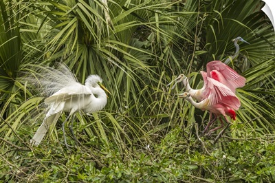 Florida, Anastasia Island, Alligator Farm, Great Egret And Roseate Spoonbills Fighting