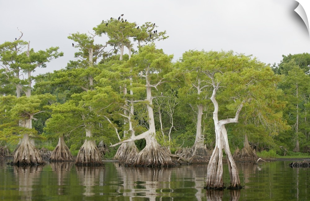 USA, Florida, Blue Cypress Lake. Cypress tree stand with roosting vultures and osprey.