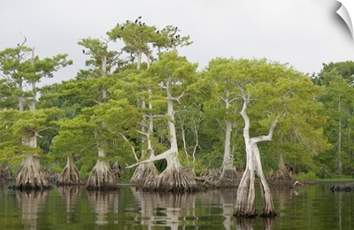 Florida, Blue Cypress Lake. Cypress tree stand with roosting vultures and osprey