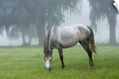 Florida Cracker mare on a foggy morning, Bushnell, FL