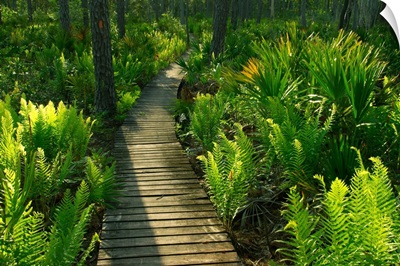 Florida, Ocala National Forest, Trail boardwalk, Alexander Springs to Clearwater Lake