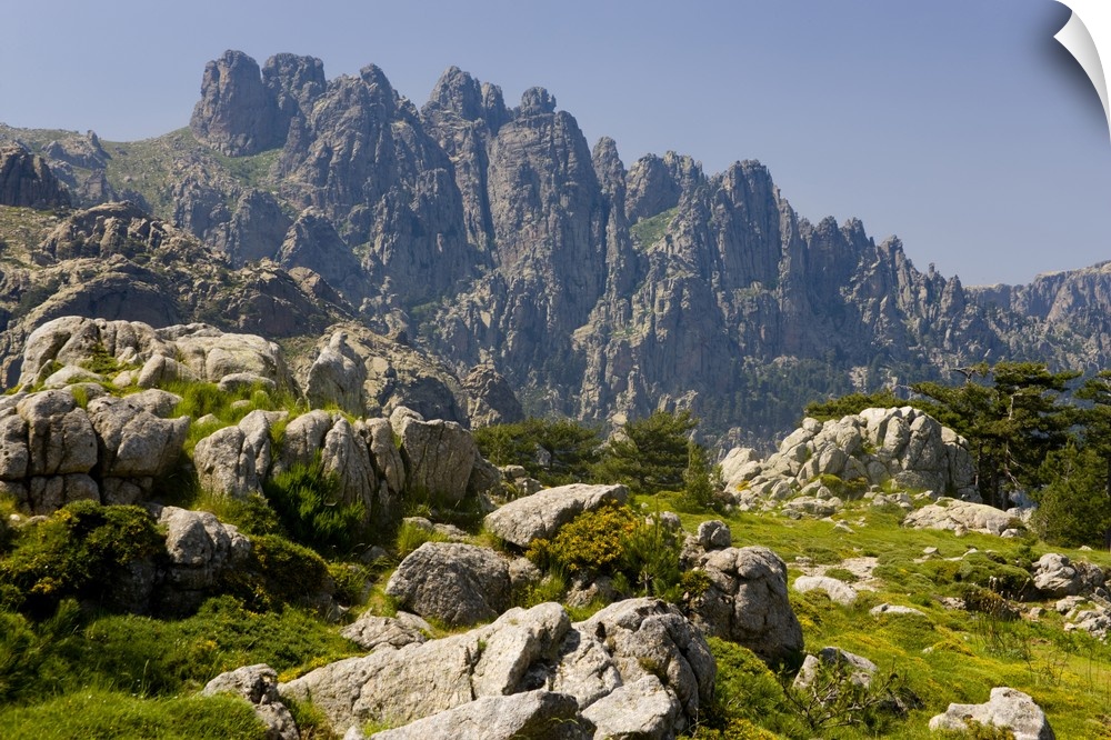 Corsica. France. Europe. Granite boulders, gorse in bloom, and pinnacles of Aiguilles de Bavella. View from above Col de B...