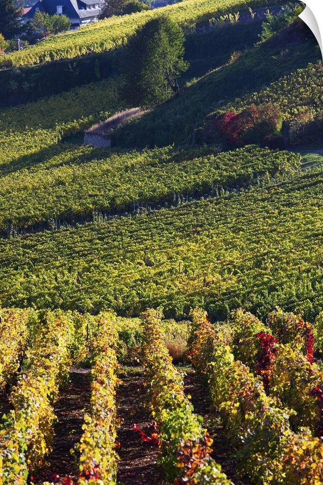 France, Haut-Rhin, Turckheim, Vineyards, Autumn