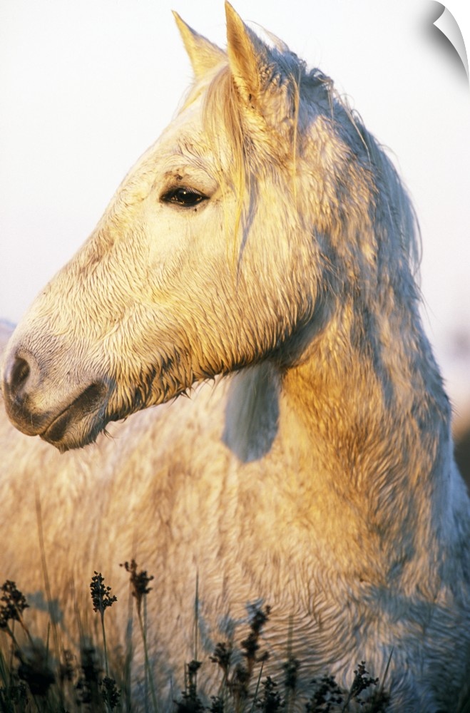 Europe, France, Ile del la Camargue. Camargue Horses (Eguus caballus)