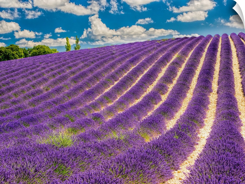 France, Provence, Lavender Field on the Valensole plateau.