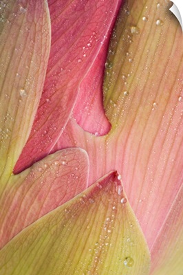 Franklin NC, Perry's Water Garden,  Abstract of lotus flower petals