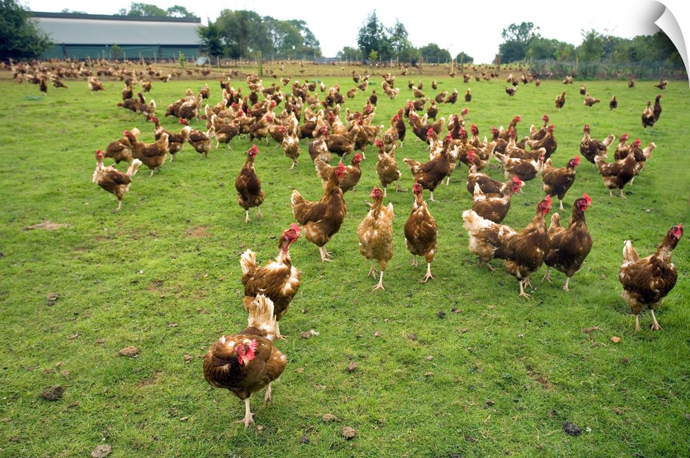 Free Range Hens on Organic Farm.