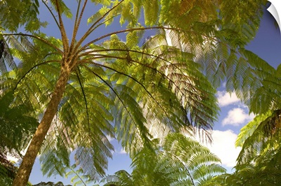 French West Indies, Guadaloupe, Basse Terre, Route de la Traversee, Tropical Ferns