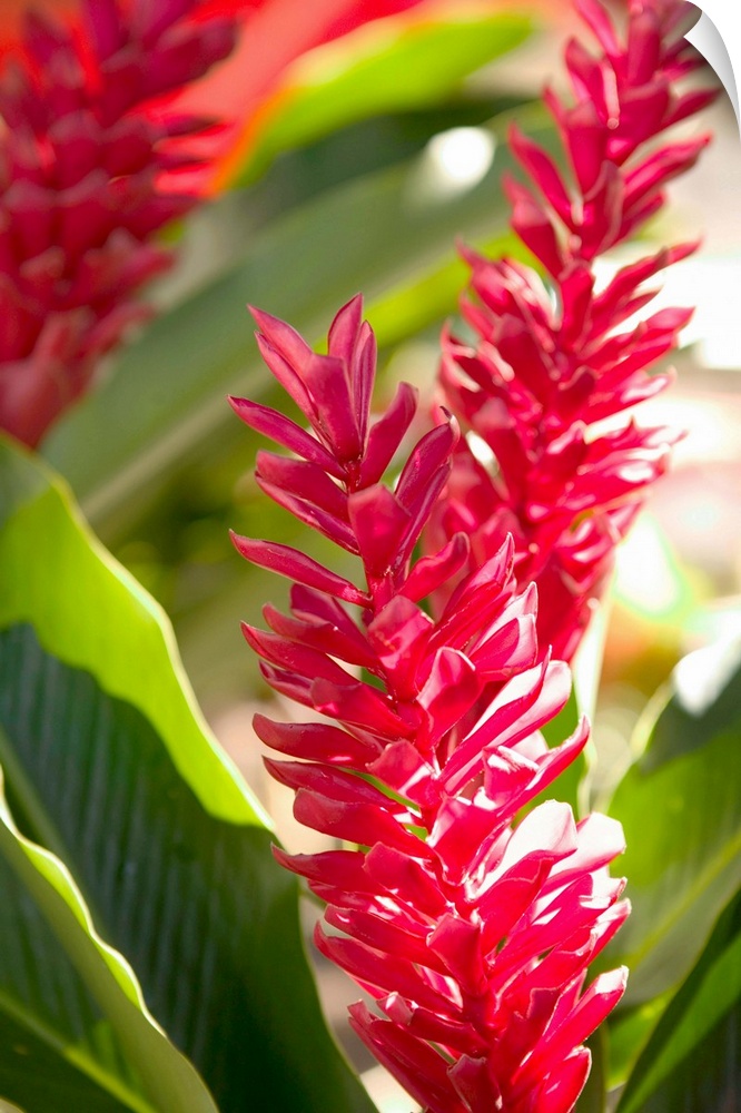 FRENCH WEST INDIES (FWI)-Guadaloupe-Grande-Terre-POINTE -A-PITRE:.Flower Market- Red Ginger (Alpinia purpurata)