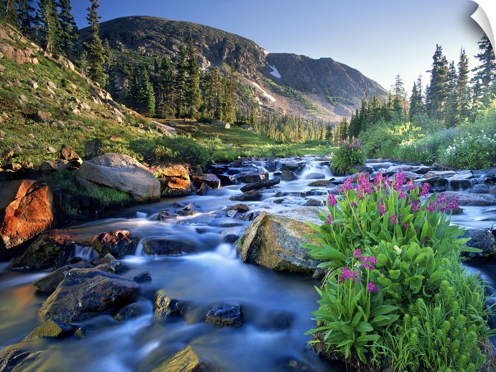 Fresh rocky mountain spring runoff cascades past wildflowers in bloom in the Colorado Rocky Mountains.