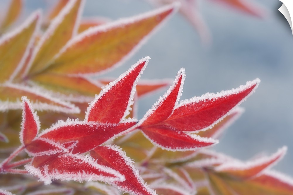 Frost-rimmed leaves in winter.