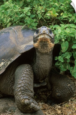 Galapagos Giant Tortoise, endangered, Santa Cruz Island, Galapagos