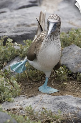 Galapagos, Punta Suarez, Blue-footed Booby showing blue feet in courtship dance