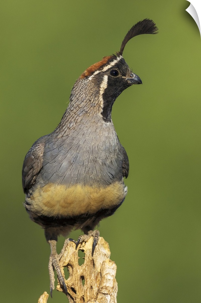 Gambel's quail. Nature, Fauna.