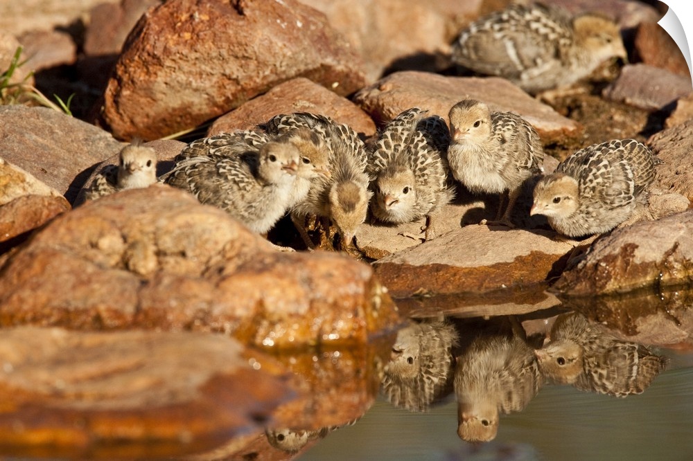 Gambel's Quail Chicks.Lophortyx gambelii.SE Arizona