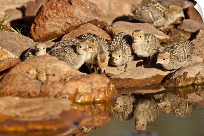 Gambel's Quail Chicks, Lophortyx gambelii, SE Arizona