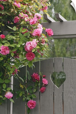 Garden gate with roses growing over it