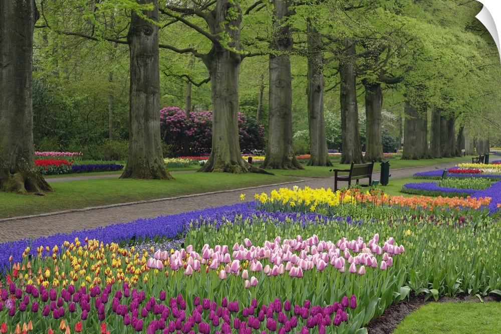Garden of daffodils, tulips, and hyacinth flowers, Keukenhof Gardens, Lisse, Netherlands, Holland