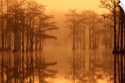 Georgia, Fall cypress trees in the fog at George Smith State Park