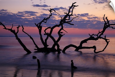 Georgia, Jekyll Island, Driftwood Beach at sunrise