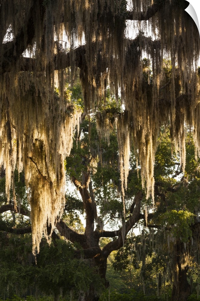 Georgia, Jekyll Island, live oak trees.