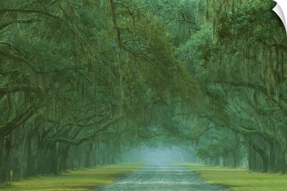 USA; Georgia; Oak lined drive at Historic Wormsloe Plantation near Savannah.