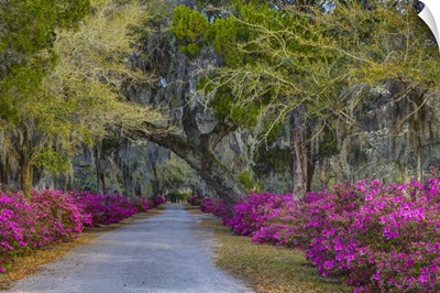 Georgia, Savannah, Azaleas along drive in Historic Bonaventure Cemetery