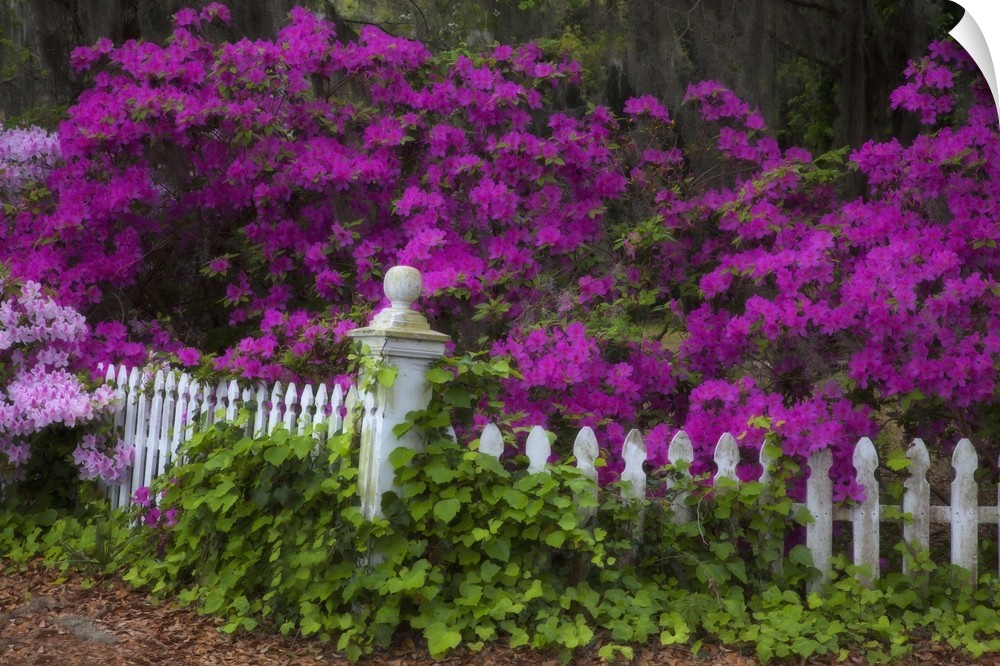 North America, USA, Georgia, Savannah, Azaleas in the spring at Historic Isle of Hope.