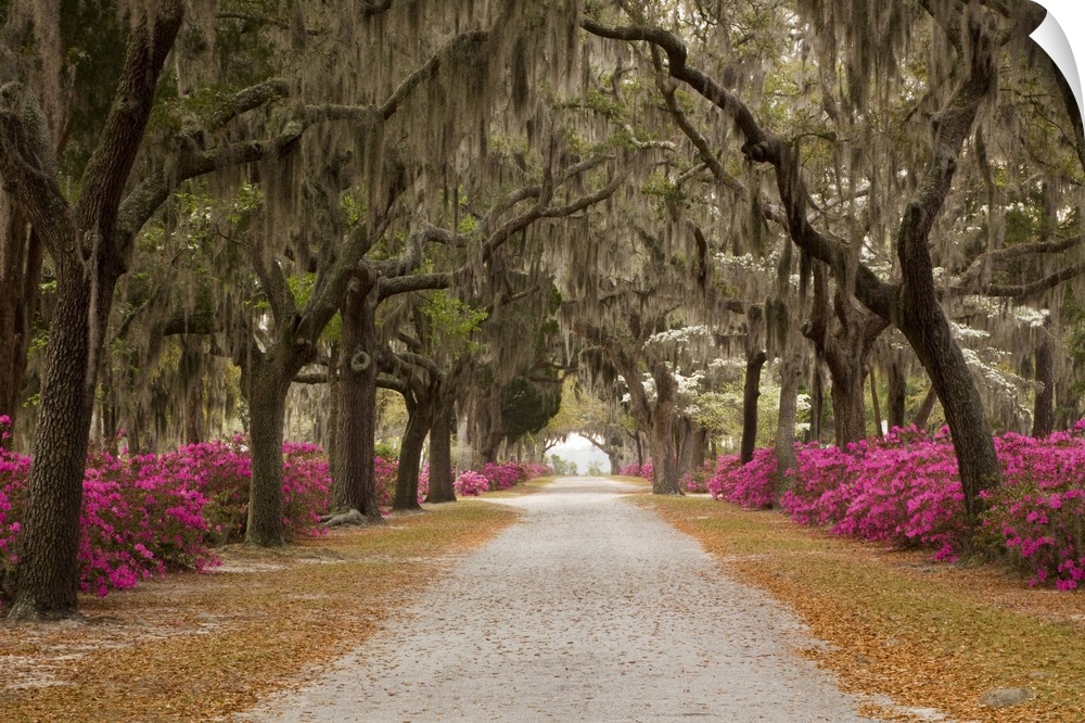 USA; Georgia; Savannah; Drive in Historic Bonaventure Cemetery in the spring.