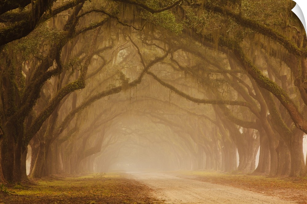 USA, Georgia, Savannah, Fog and Oak trees along drive at Wormsloe Plantation.
