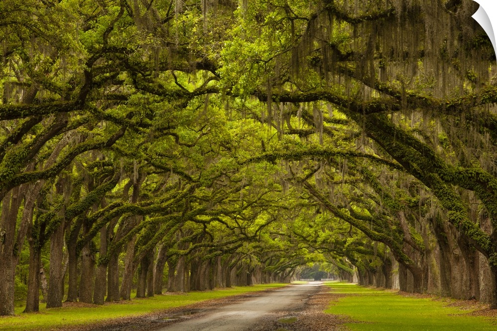 USA, Georgia, Savannah, Mile long oak drive at Historic Wormsloe Plantation.