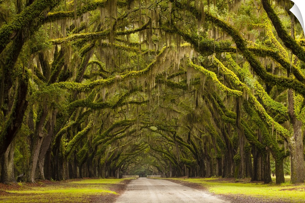 USA, Georgia, Savannah, Oak lined drive at Wormsloe Plantation.