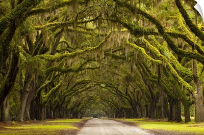 Georgia, Savannah, Oak lined drive at Wormsloe Plantation