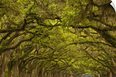 Georgia, Savannah, Oaks covered in Spanish moss