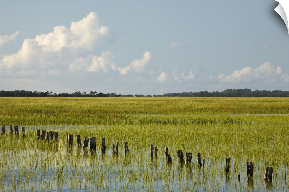 USA, Georgia, Savannah, Tidal marsh with pilings.