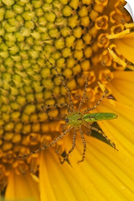 Georgia. Sunflower with Lynx spider