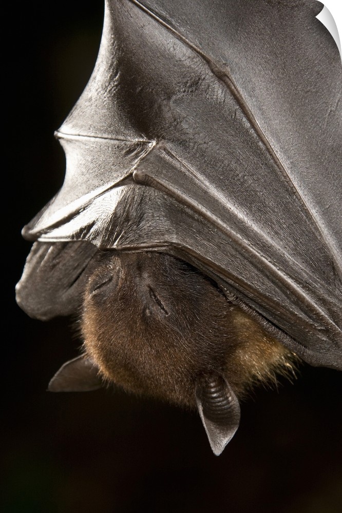 Giant Fruit Bat, Pteropus giganteus, from India. Shot in captivity in typical roosting/grooming pose while hanging upside ...