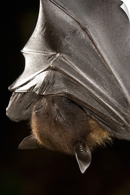 Giant Fruit Bat, Pteropus giganteus, from India